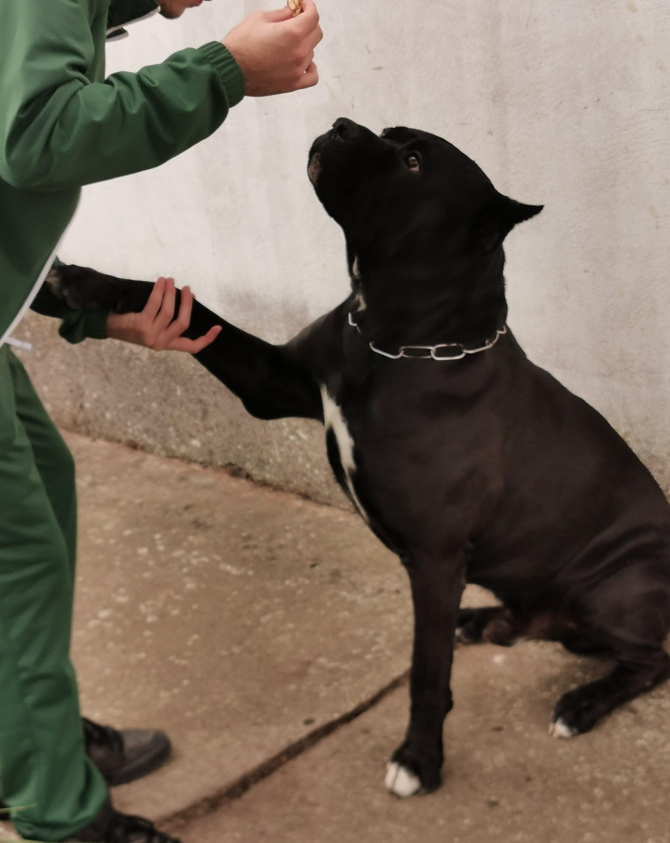 Cane Corso Training Book Professional Insight and Secrets